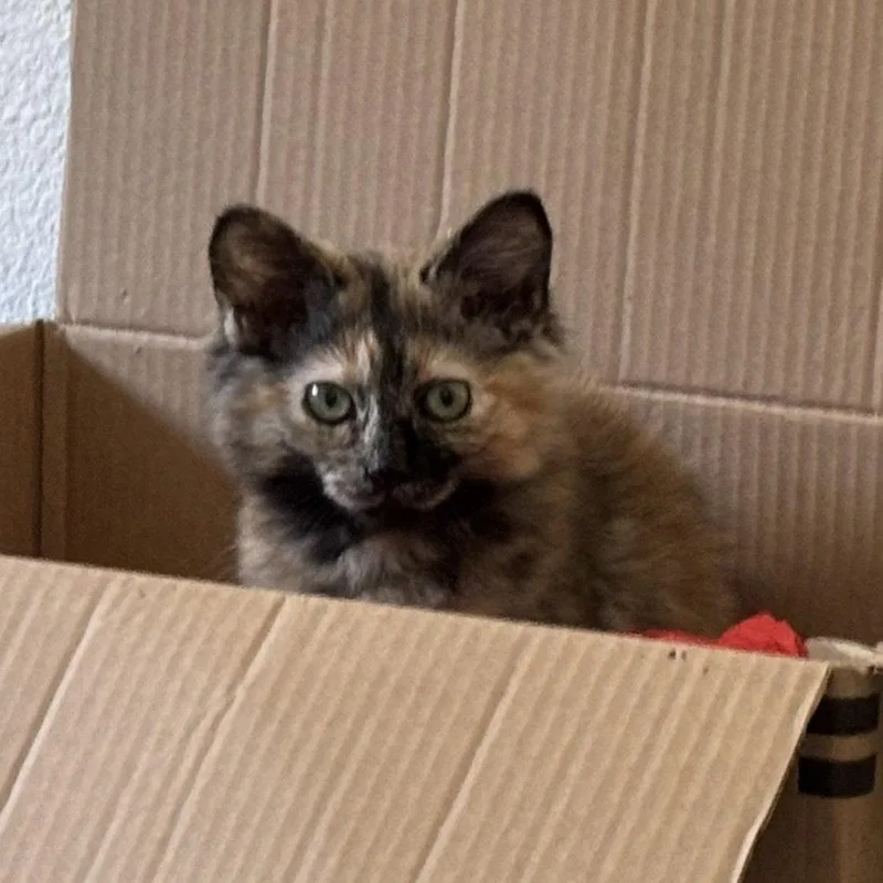 A baby medium-sized female Tortoiseshell cat named Elvie for adoption in Garland, TX
