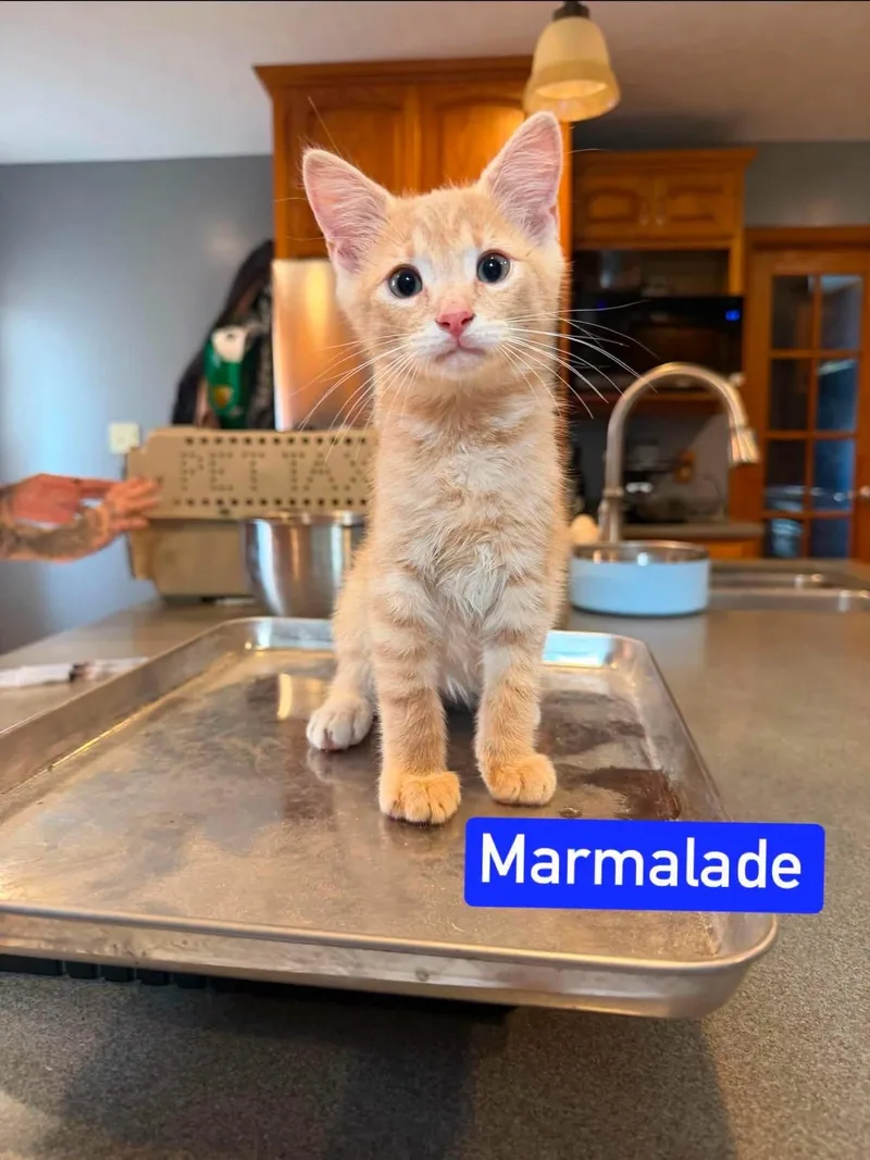A baby medium-sized male Domestic Short Hair cat named Marmalade for adoption in Salamanca, NY