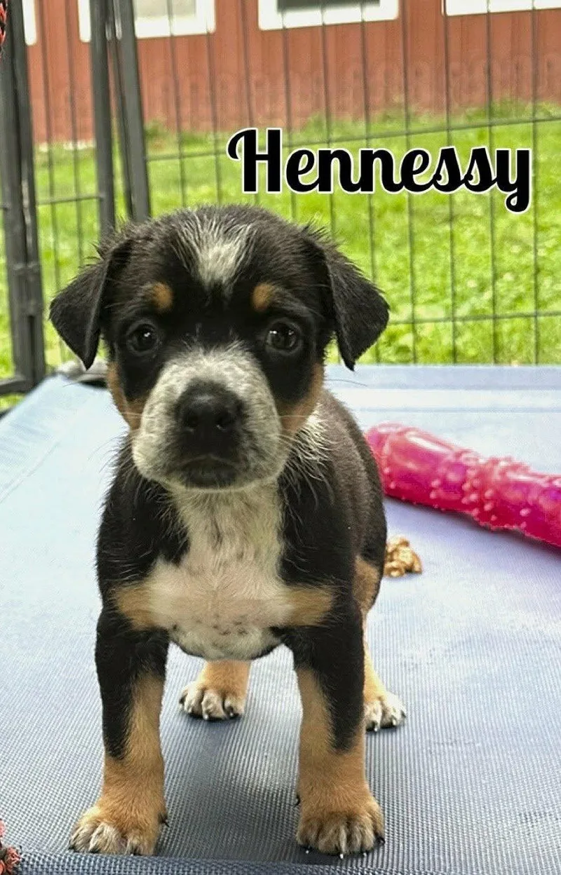 Whiskey Pups  Hennessy