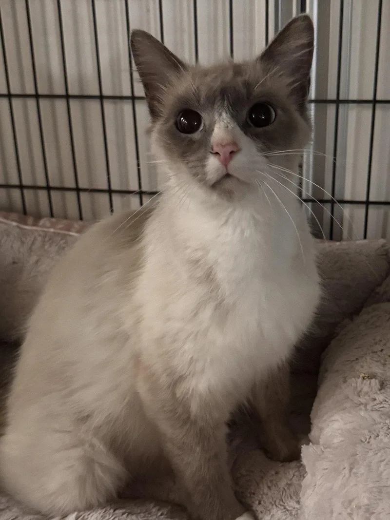 A young medium-sized female Buff / Tan / Fawn Domestic Short Hair cat named Duchess for adoption in San Jose, CA