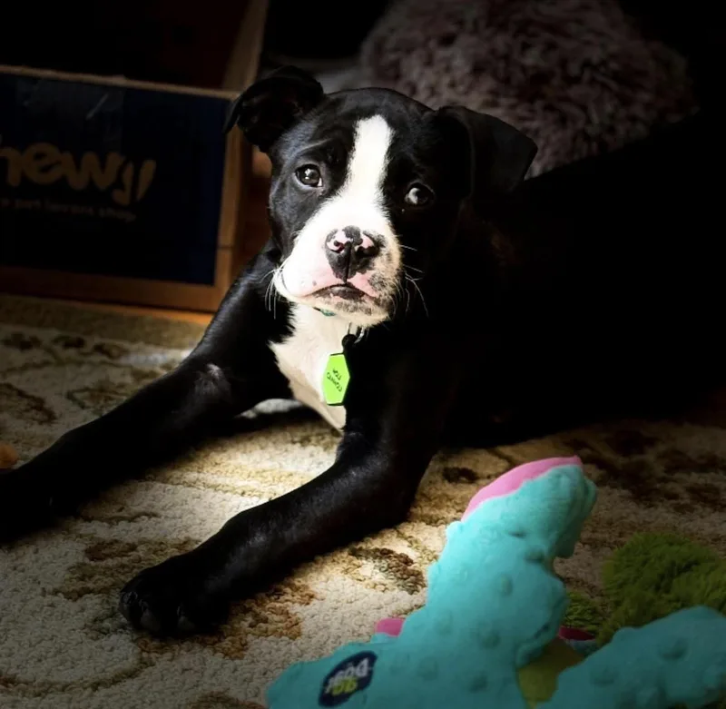 A baby medium-sized male Black Boston Terrier dog named Canoli  Local Fun for adoption in Andover, MA