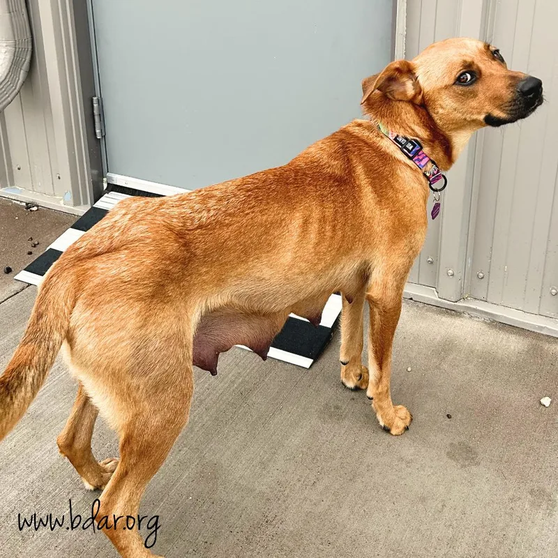 A young medium-sized female Red / Chestnut / Orange Labrador Retriever dog named Zee for adoption in Cheyenne, WY