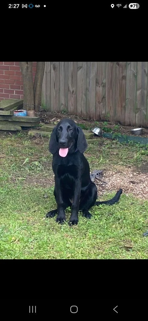 A baby large-sized female Bloodhound dog named Spiro for adoption in TULSA, OK