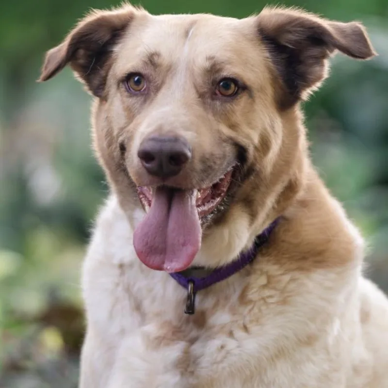 An adult large-sized male Merle (Red) Australian Cattle Dog / Blue Heeler dog named Andy Reed for adoption in Springfield, MO