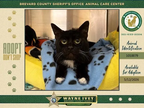 An adult medium-sized male Domestic Short Hair cat named Banana for adoption in Melbourne, FL