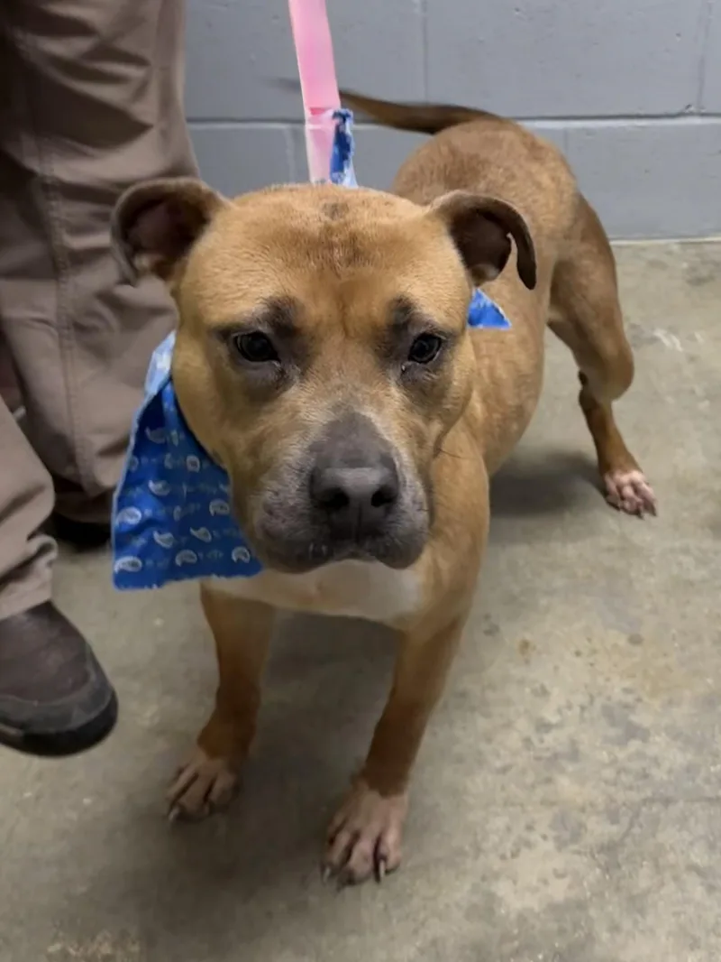 An adult medium-sized female Brown / Chocolate Mixed Breed dog named Sassy for adoption in Elizabethtown, NC