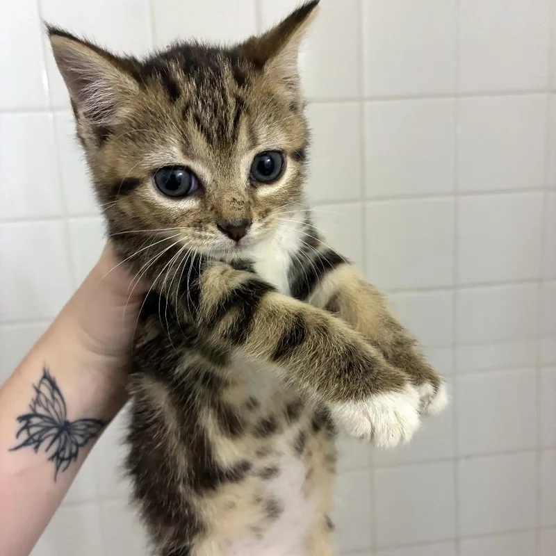 A baby small-sized female Domestic Short Hair cat named Neighborly Moose for adoption in Austin, TX