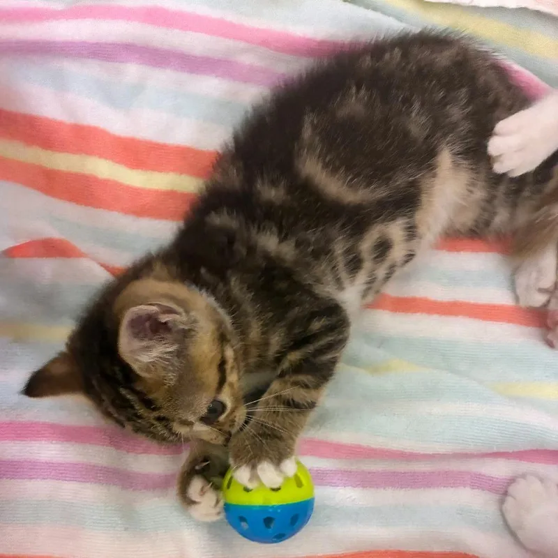 Neighborly Moose thumbnail 3