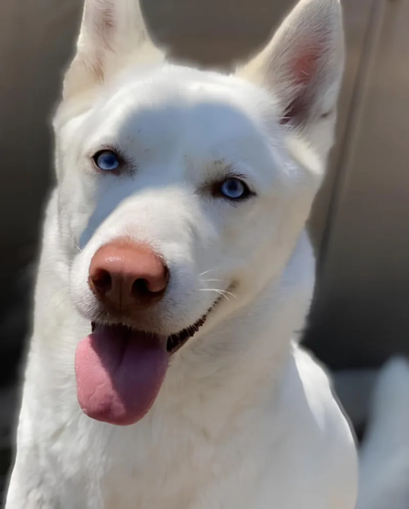 An adult large-sized female White / Cream Siberian Husky dog named French Kiss for adoption in Naperville, IL