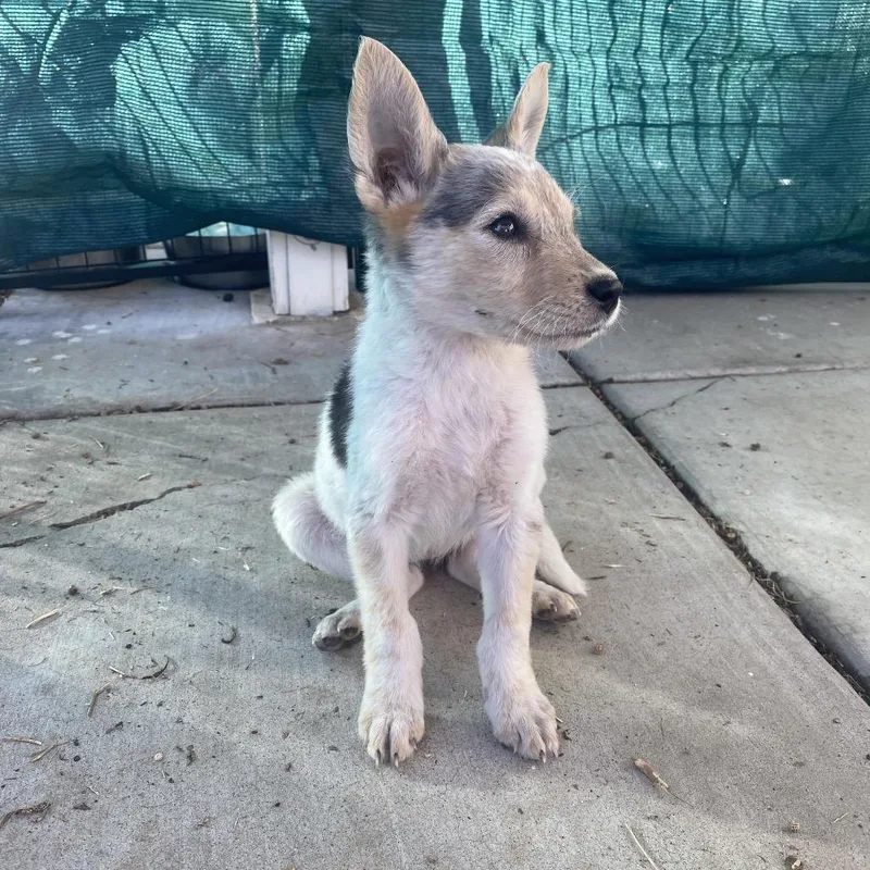 A baby medium-sized female White / Cream Cattle Dog dog named Lilly for adoption in Escondido, CA