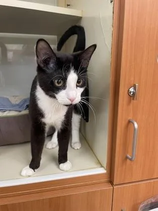 A young small-sized male Domestic Short Hair cat named Hank for adoption in Hamilton, NJ
