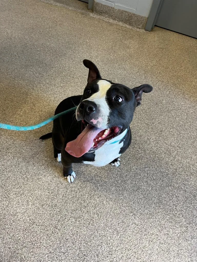 A young large-sized male Pit Bull Terrier dog named Gonzo for adoption in Troy, OH