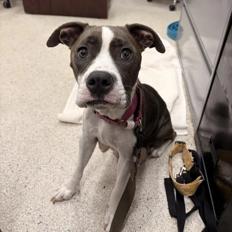 An adult medium-sized female Brindle Mixed Breed dog named Orchestra for adoption in Jacksonville, FL