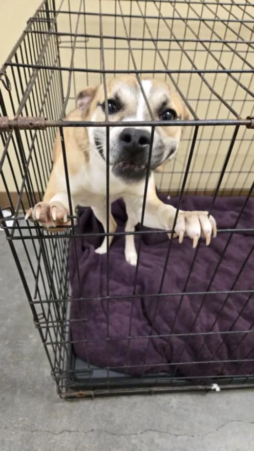 A young medium-sized male Beagle dog named Snoopy for adoption in Texas City, TX