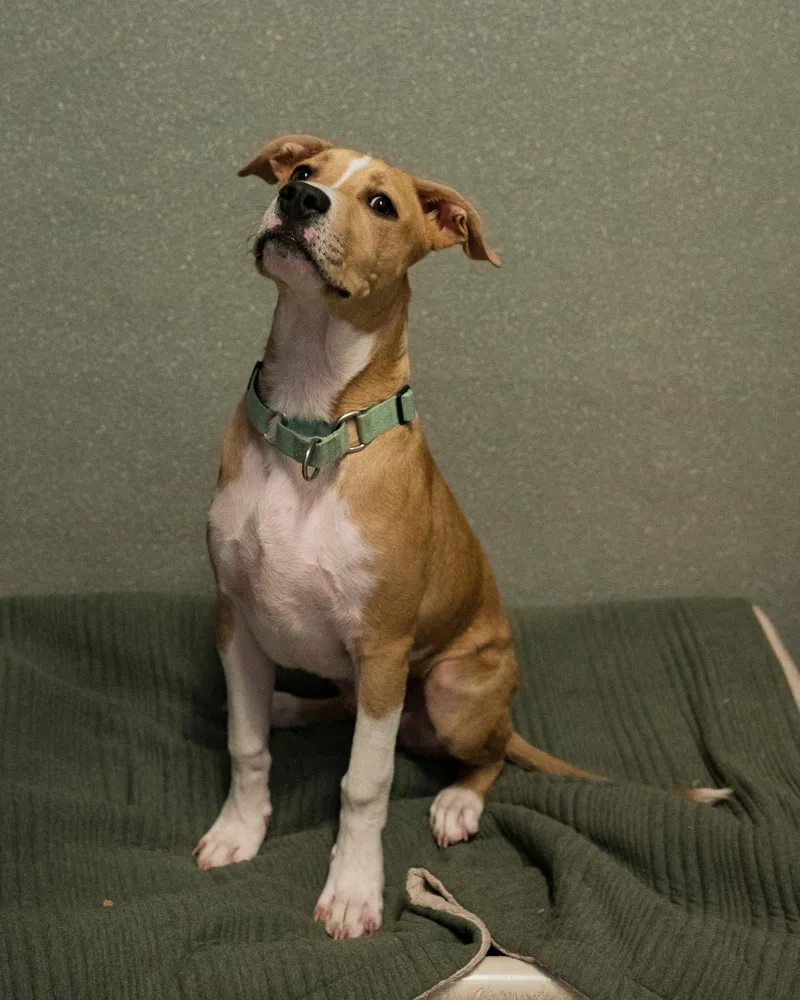 Corduroy thumbnail 2