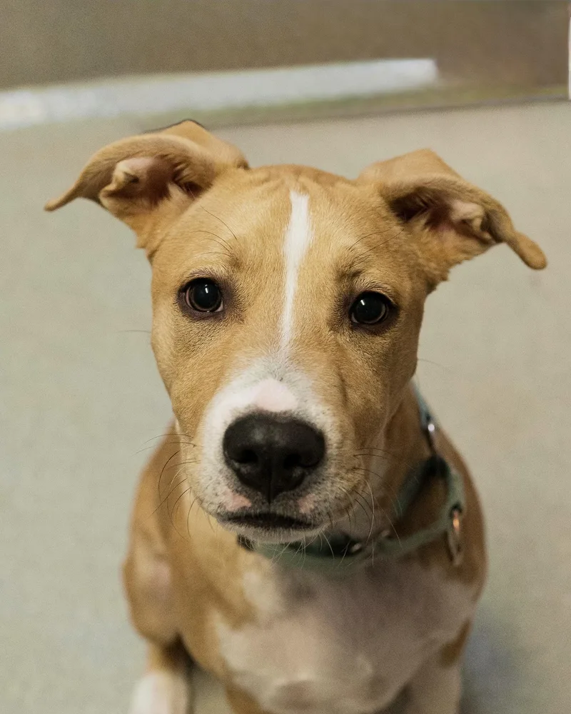 Corduroy thumbnail 3