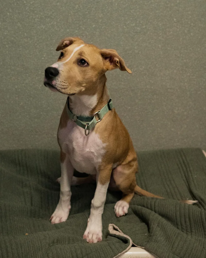 Corduroy thumbnail 4