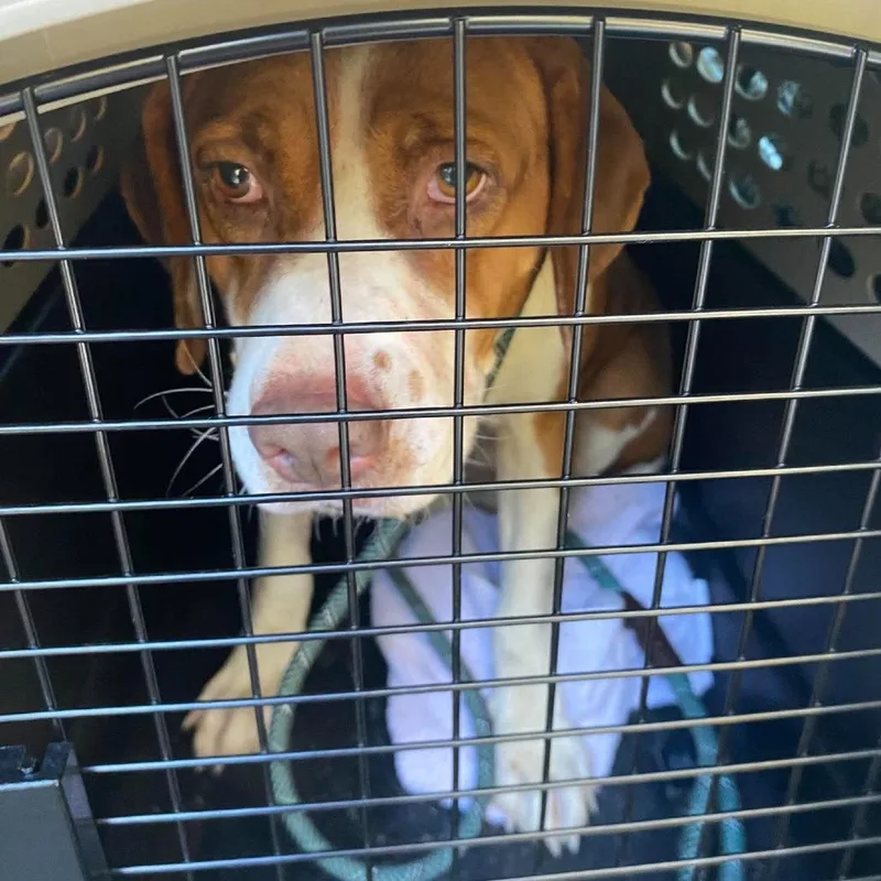 An adult small-sized female Red / Chestnut / Orange Mixed Breed dog named Uno Stray Hold for adoption in Huntington, WV