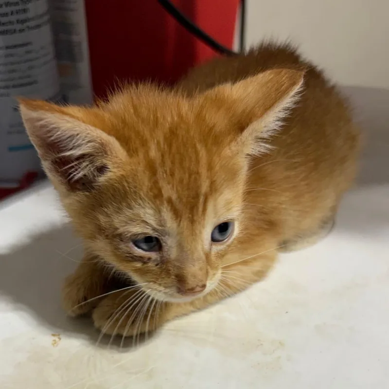 A baby small-sized male Orange / Red Domestic Short Hair cat named Pixel orange collar for adoption in Milton, FL