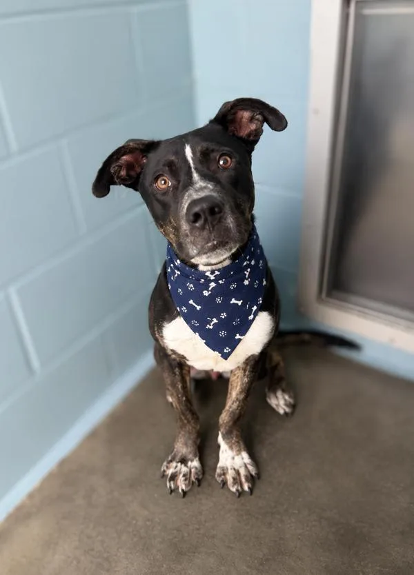 A young small-sized male Hound dog named Mike for adoption in Lafayette, LA