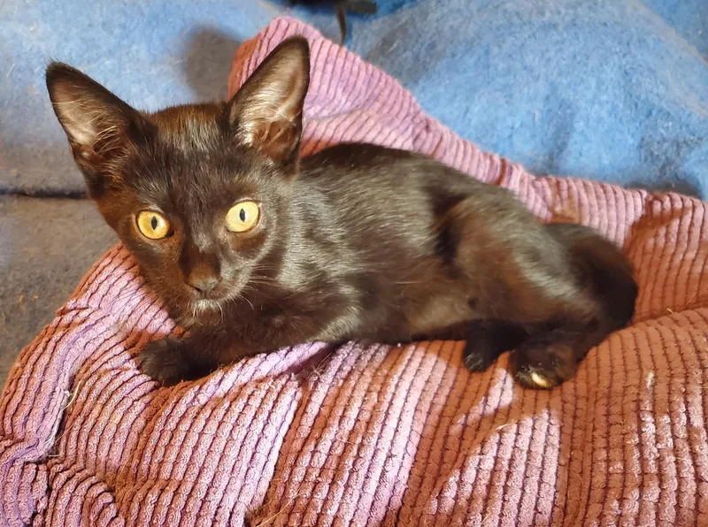 A baby medium-sized female Black Domestic Short Hair cat named Jan for adoption in Chicago Ridge, IL