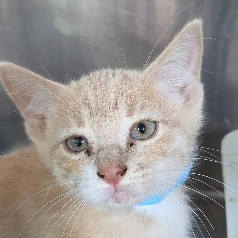 A baby small-sized male Buff / Tan / Fawn Domestic Short Hair cat named Denver for adoption in Leander, TX