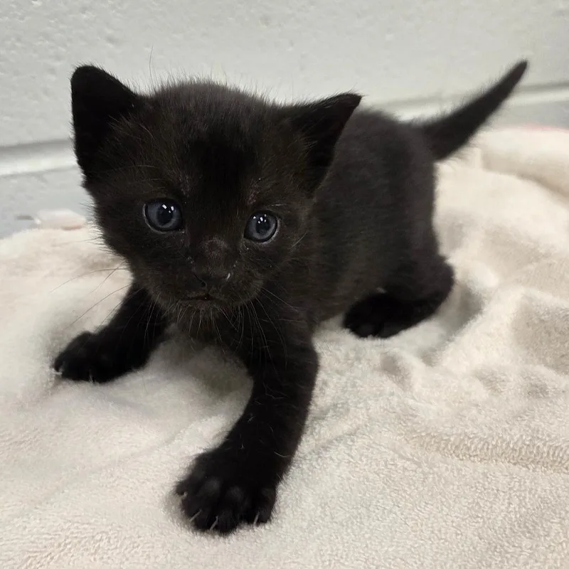 A baby small-sized female Black Domestic Short Hair cat named Peter Pevensie for adoption in Chattanooga, TN