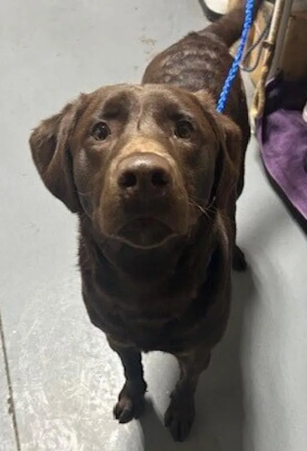 An adult large-sized male Labrador Retriever dog named Diesel for adoption in Dallas, GA