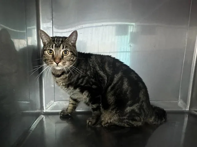 A young medium-sized male Domestic Short Hair cat named Rex for adoption in Baldwin Park, CA