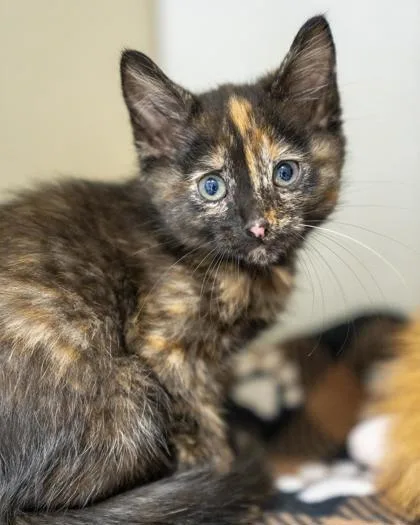 A baby small-sized female Domestic Short Hair cat named Jada for adoption in Pequot Lakes, MN