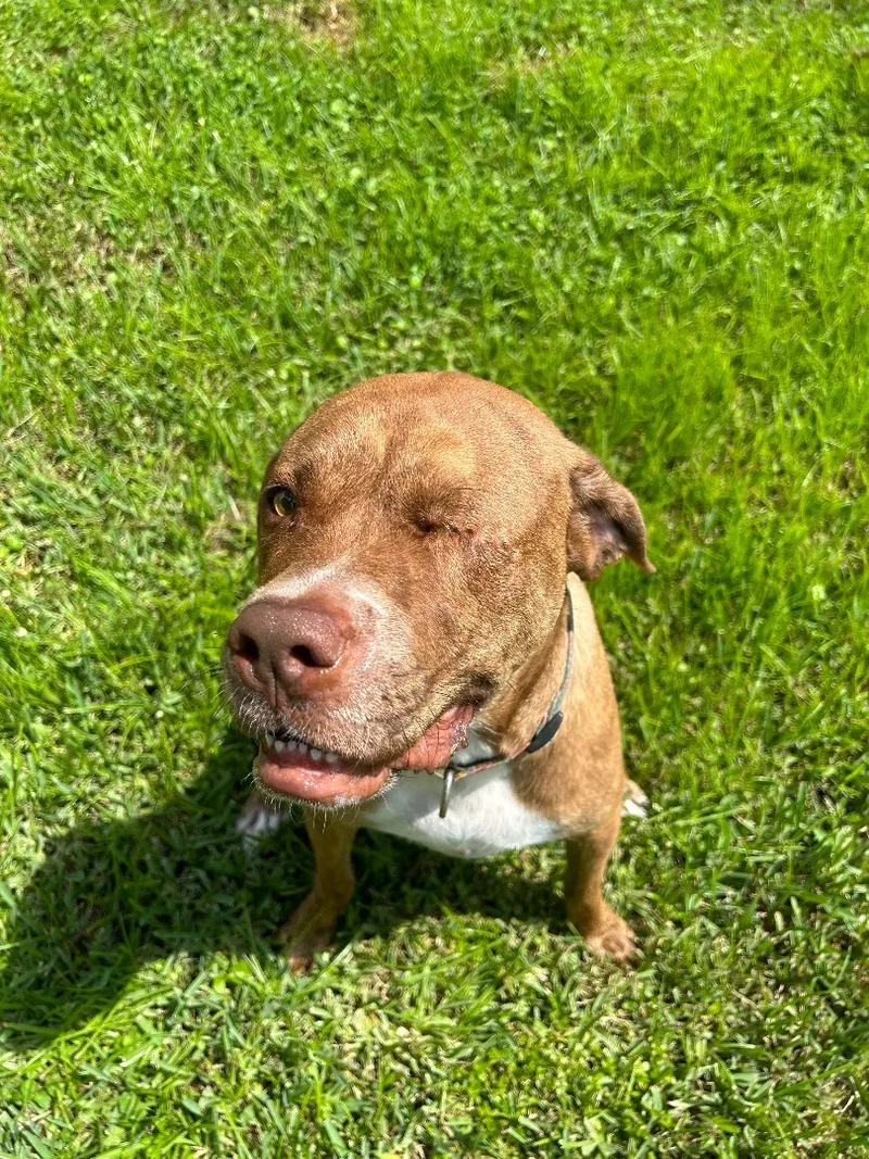 An adult medium-sized female Brown / Chocolate Mixed Breed dog named Allie Lou Who for adoption in Cape Coral, FL