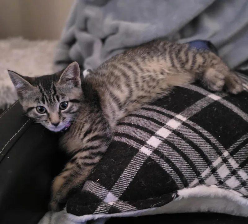 A baby medium-sized female Tabby (Brown / Chocolate) Domestic Short Hair cat named Deb for adoption in Colonia, NJ