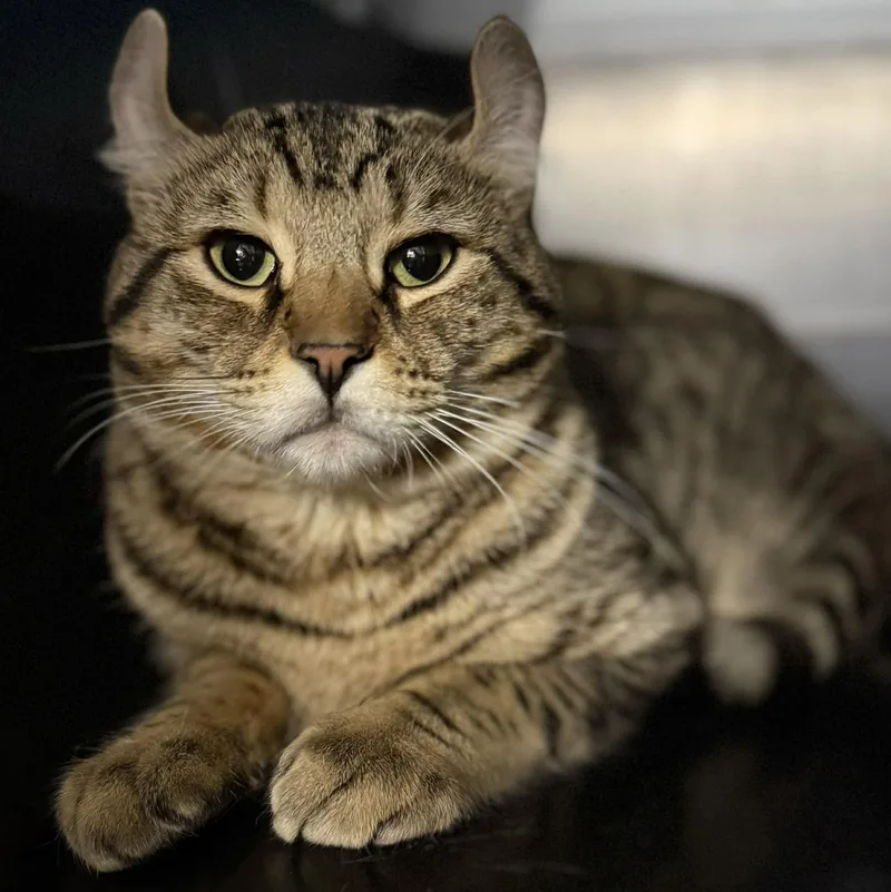An adult medium-sized male American Curl cat named Sonar & Radar Bonded for adoption in Claremont, NH