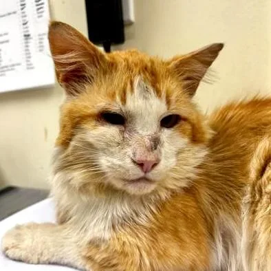 A senior small-sized male Domestic Long Hair cat named Cowboy for adoption in Burlington, WA