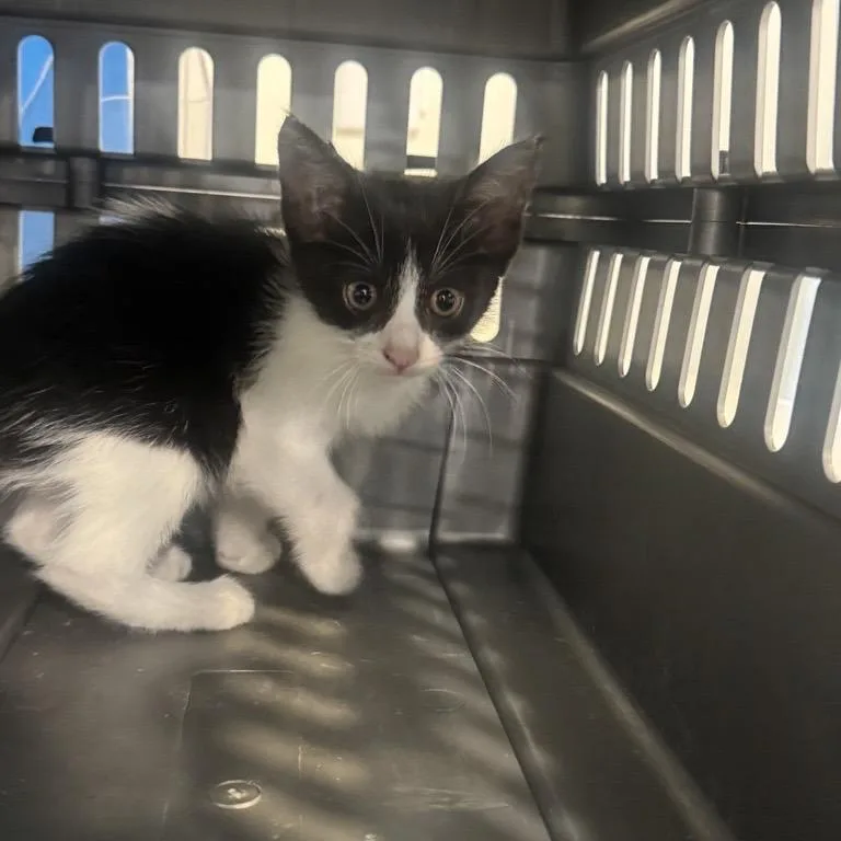 A baby small-sized female Black Domestic Short Hair cat named Puffin for adoption in Saint Louis, MO