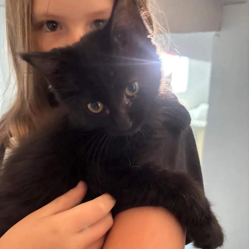 A baby small-sized female Domestic Medium Hair cat named Cuddles for adoption in Midland, TX