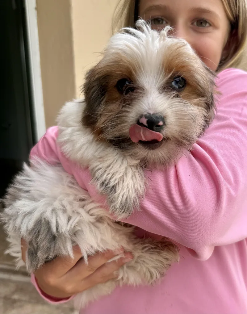 Cocoberry Yorkie Hypoallergenic