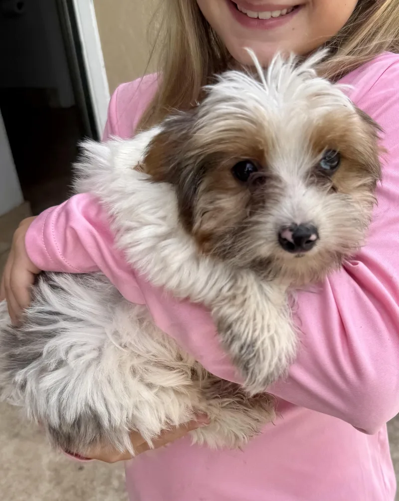 Cocoberry Yorkie Hypoallergenic thumbnail 3