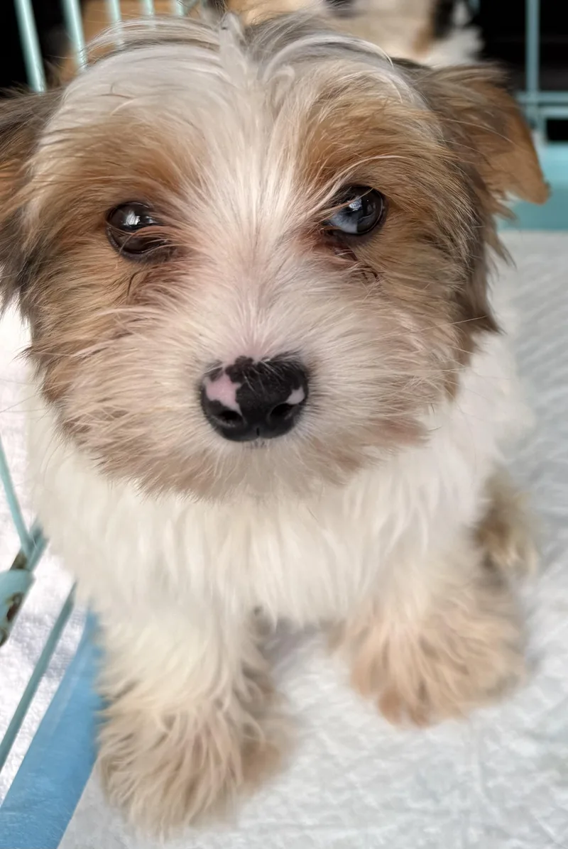 Cocoberry Yorkie Hypoallergenic thumbnail 4