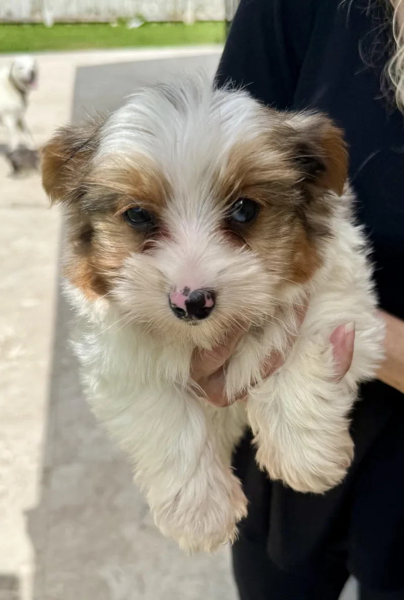 Cocoberry Yorkie Hypoallergenic thumbnail 5