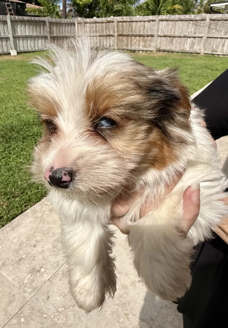 Cocoberry Yorkie Hypoallergenic thumbnail 6