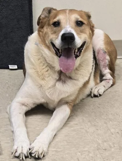 A senior large-sized female Tricolor (Brown, Black, & White) Mixed Breed dog named Bella for adoption in Hamilton, OH