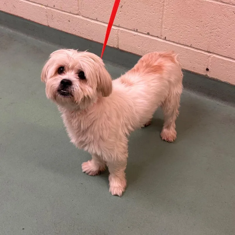 An adult small-sized male White / Cream Mixed Breed dog named Toby for adoption in Memphis, TN