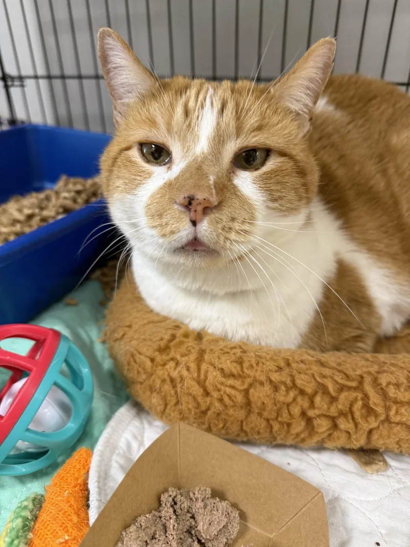 A young medium-sized male Orange & White Domestic Short Hair cat named Reginald for adoption in Satellite Beach, FL