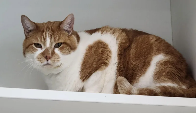 Reginald thumbnail 3