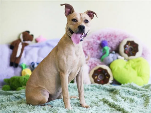 A young medium-sized female Carolina Dog dog named Lilac for adoption in Tavares, FL
