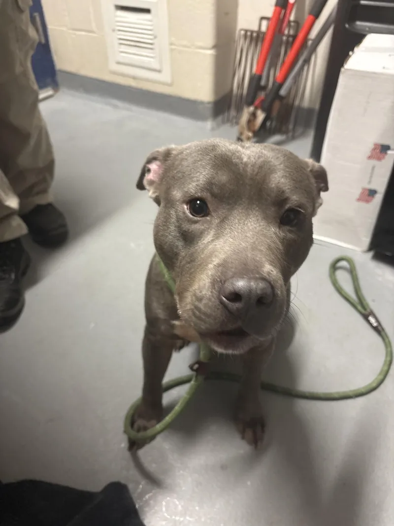 A young medium-sized male Gray / Blue / Silver Pit Bull Terrier dog named Marlin for adoption in Ashland, VA
