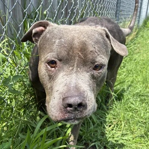 An adult large-sized male Mixed Breed dog named Cletus Luv for adoption in Pensacola, FL