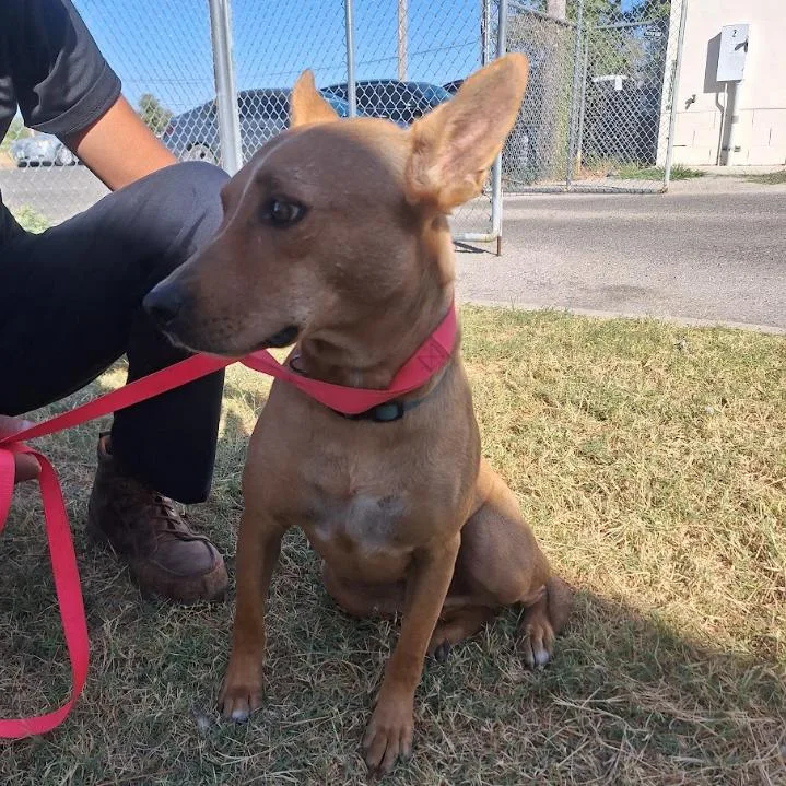 An adult medium-sized male Yellow / Tan / Blond / Fawn Labrador Retriever dog named Asher for adoption in Austin, TX