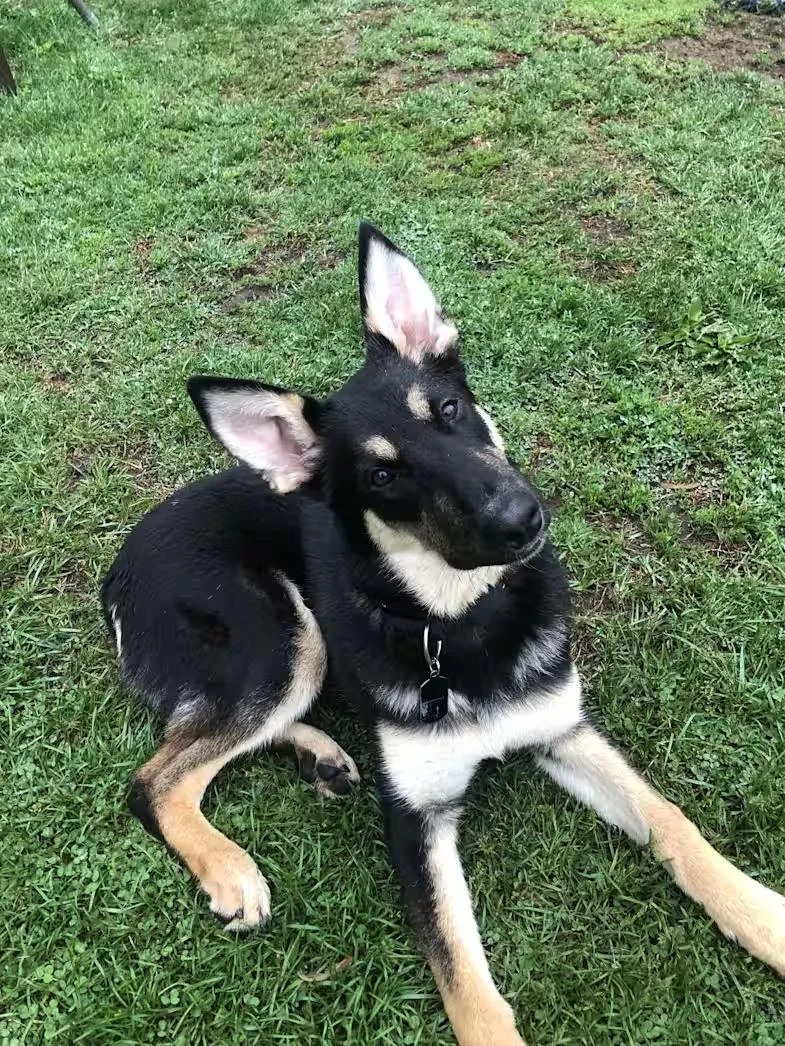 A young large-sized male Brown / Chocolate German Shepherd Dog dog named Rookie for adoption in Detroit, MI